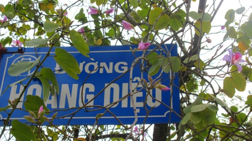 Hoa ban s'épanouissent tôt au coeur de Hanoi